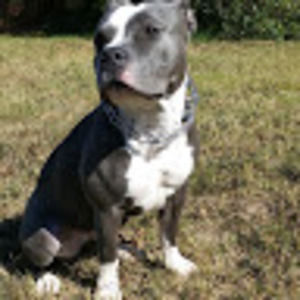 Meet your Posher, Wayne